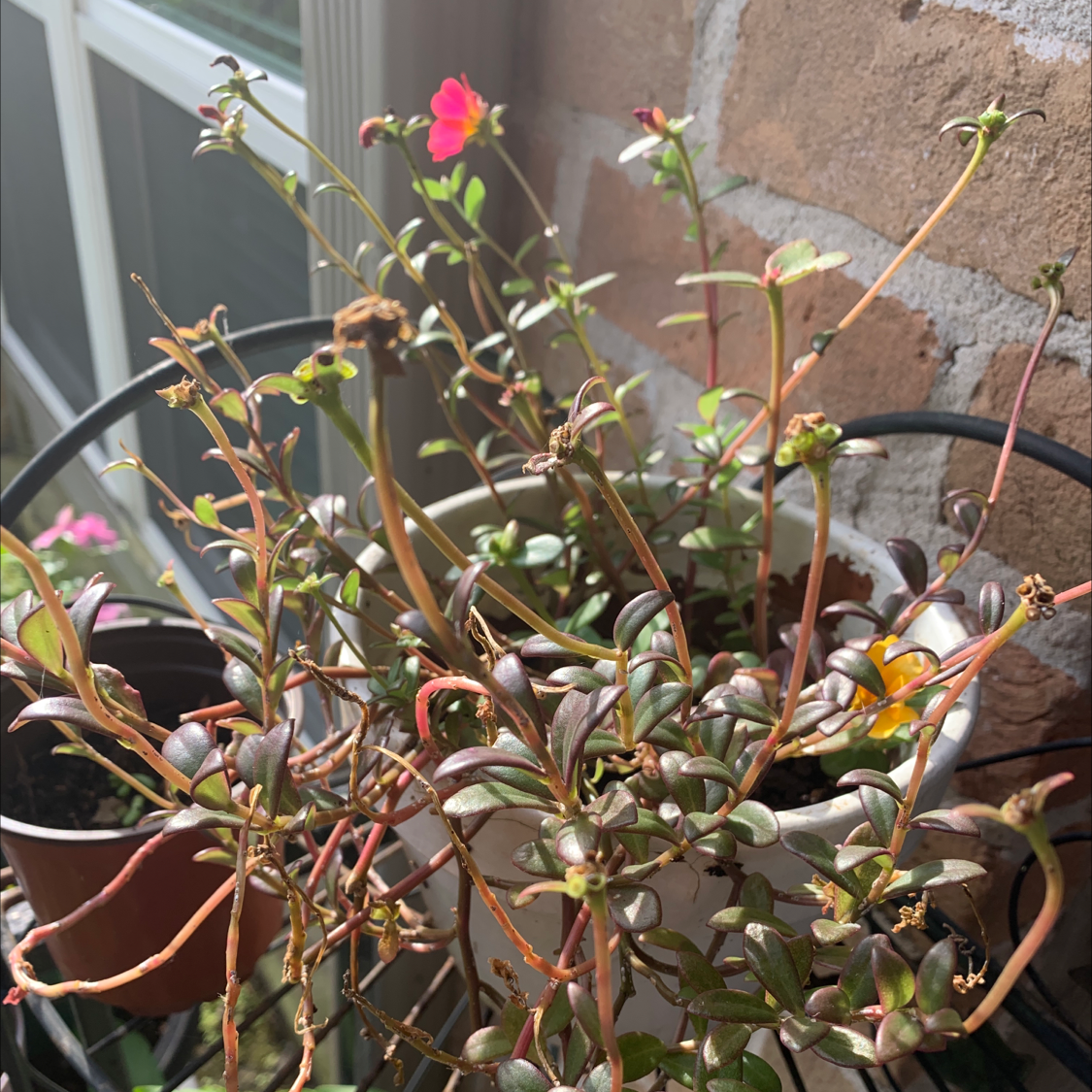 Wingpod Purslane plant with some yellowing and browning leaves, visible flowers, and soil in a pot.