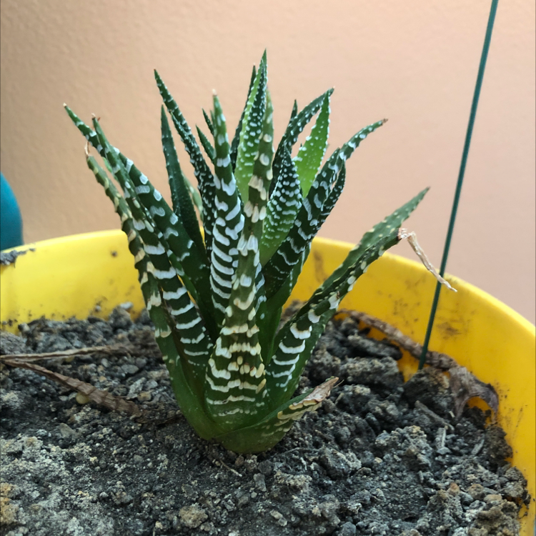 Healthy Haworthia limifolia succulent plant with long, thin dark green leaves featuring white ridges, in a yellow pot.