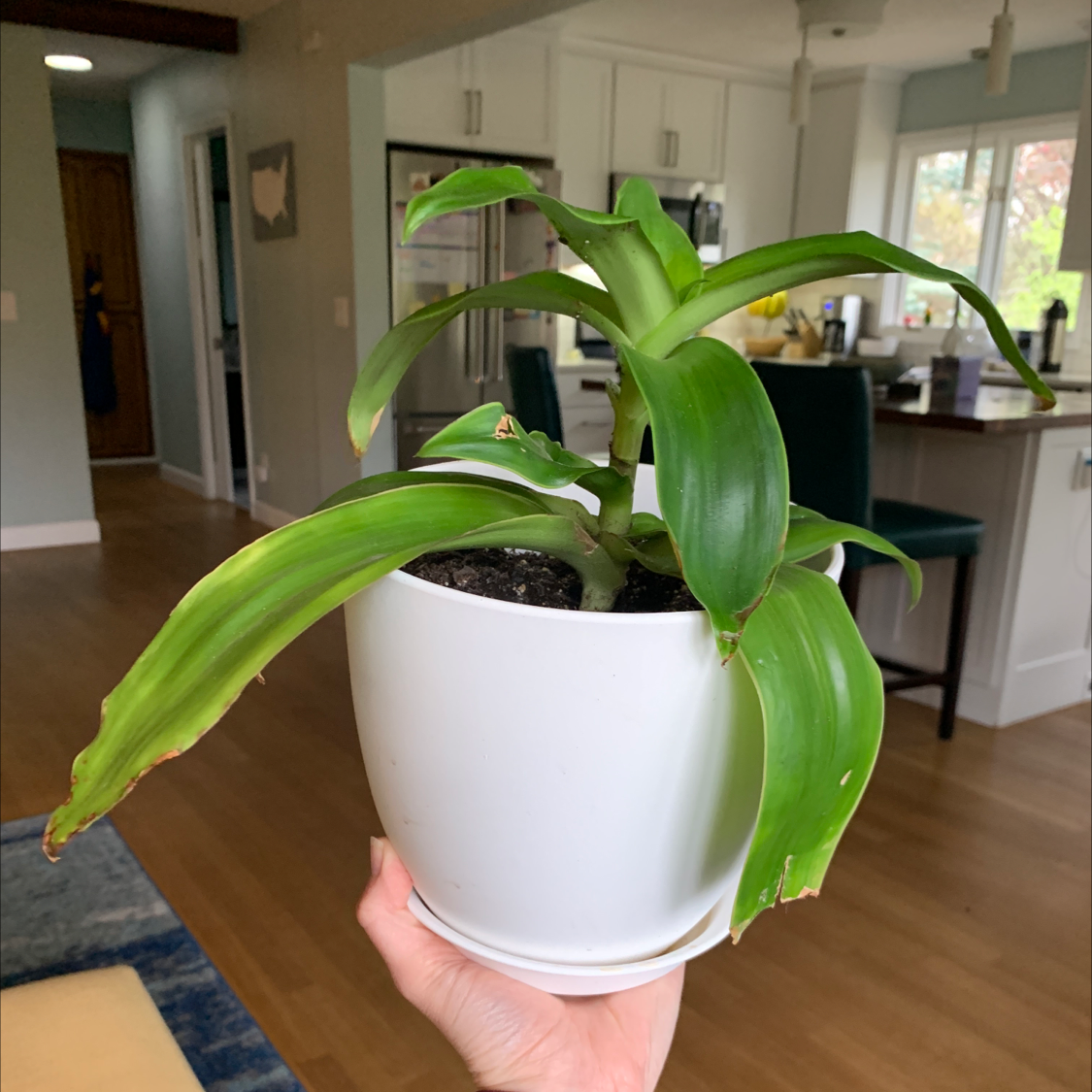 Basket Plant in a white pot held by a hand, with some browning on leaf tips.
