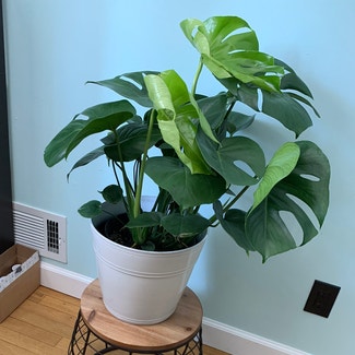 Monstera plant in Falcon Heights, Minnesota