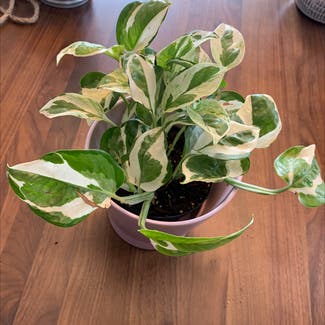 Marble Queen Pothos plant in Falcon Heights, Minnesota