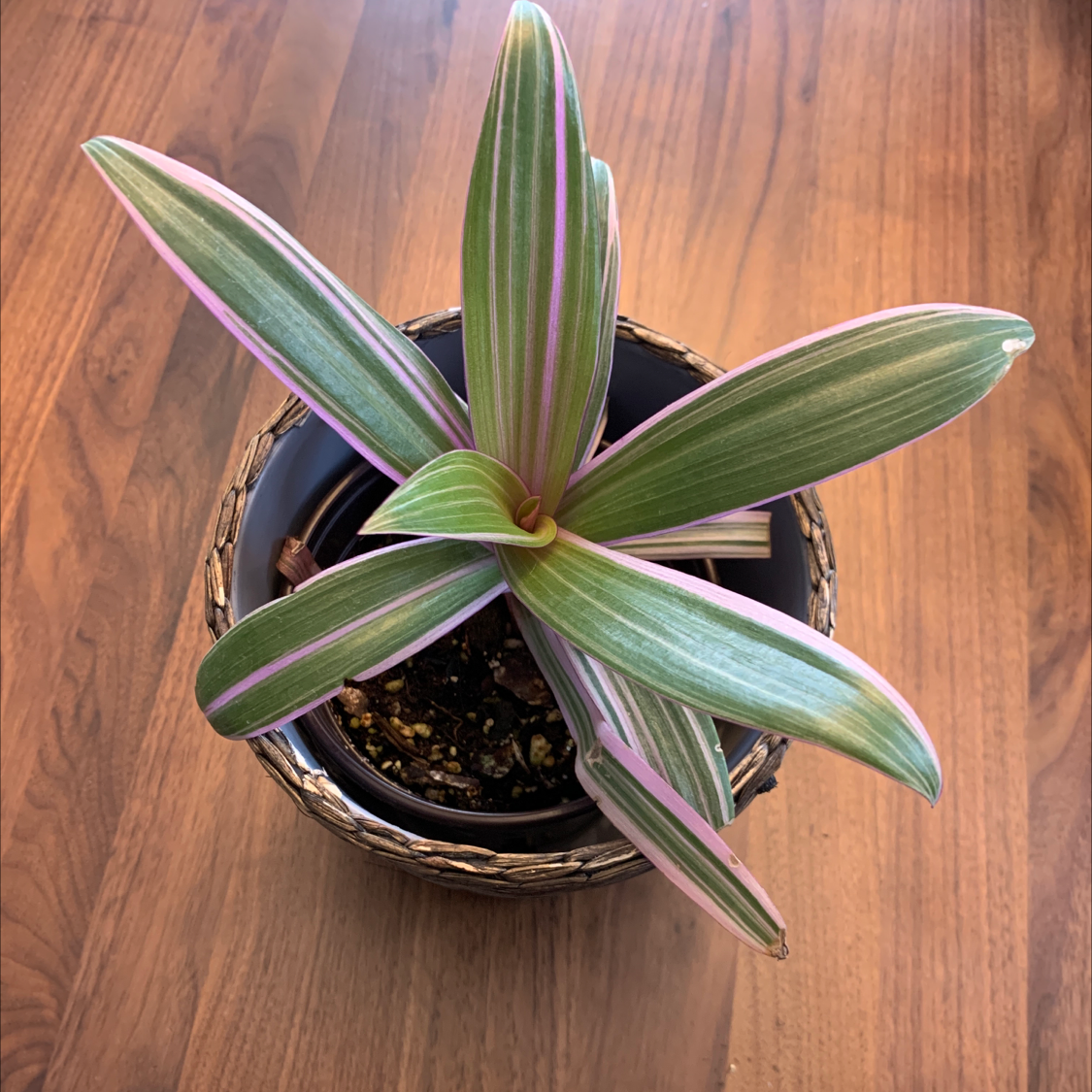 Healthy Moses-in-the-Cradle plant with vibrant green and purple striped leaves, well-framed in a black pot against a wood background.