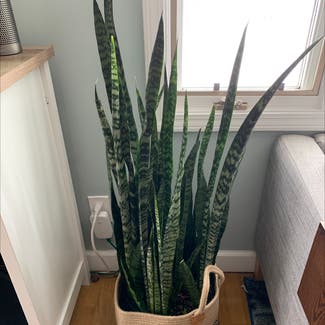 Snake Plant plant in Falcon Heights, Minnesota