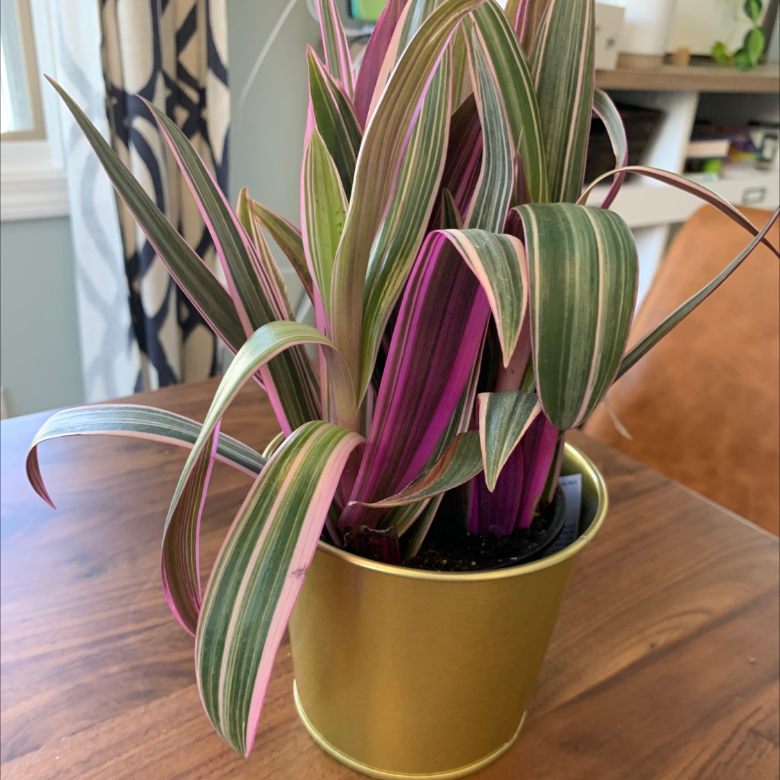 Healthy Moses-in-the-Cradle plant with variegated green, white, and purple leaves in a ceramic pot, photographed indoors.