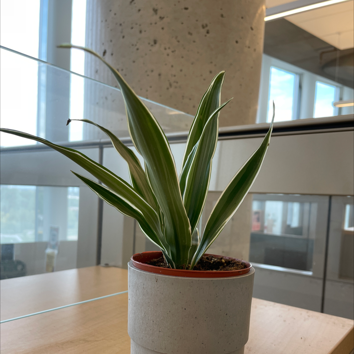 Healthy Song of India plant with vibrant yellow and green variegated leaves, growing in a white ceramic pot indoors.