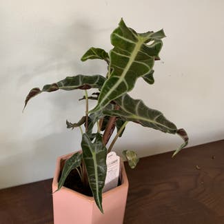 Alocasia Polly Plant plant in Falcon Heights, Minnesota