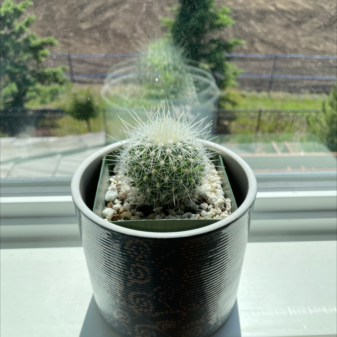 A healthy Twin Spined Cactus in a pot on a windowsill.