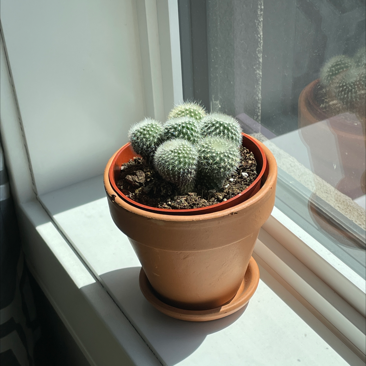 Potted Twin Spined Cactus on a windowsill, healthy and well-framed.
