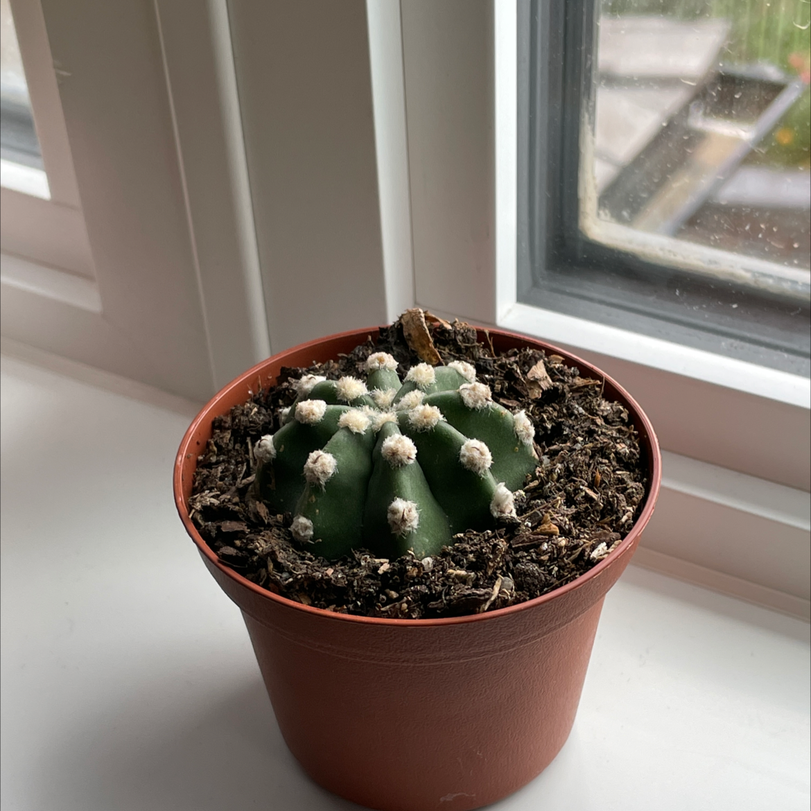 Domino Cactus in a small pot on a windowsill, healthy with visible soil.