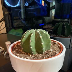 Domino Cactus plant