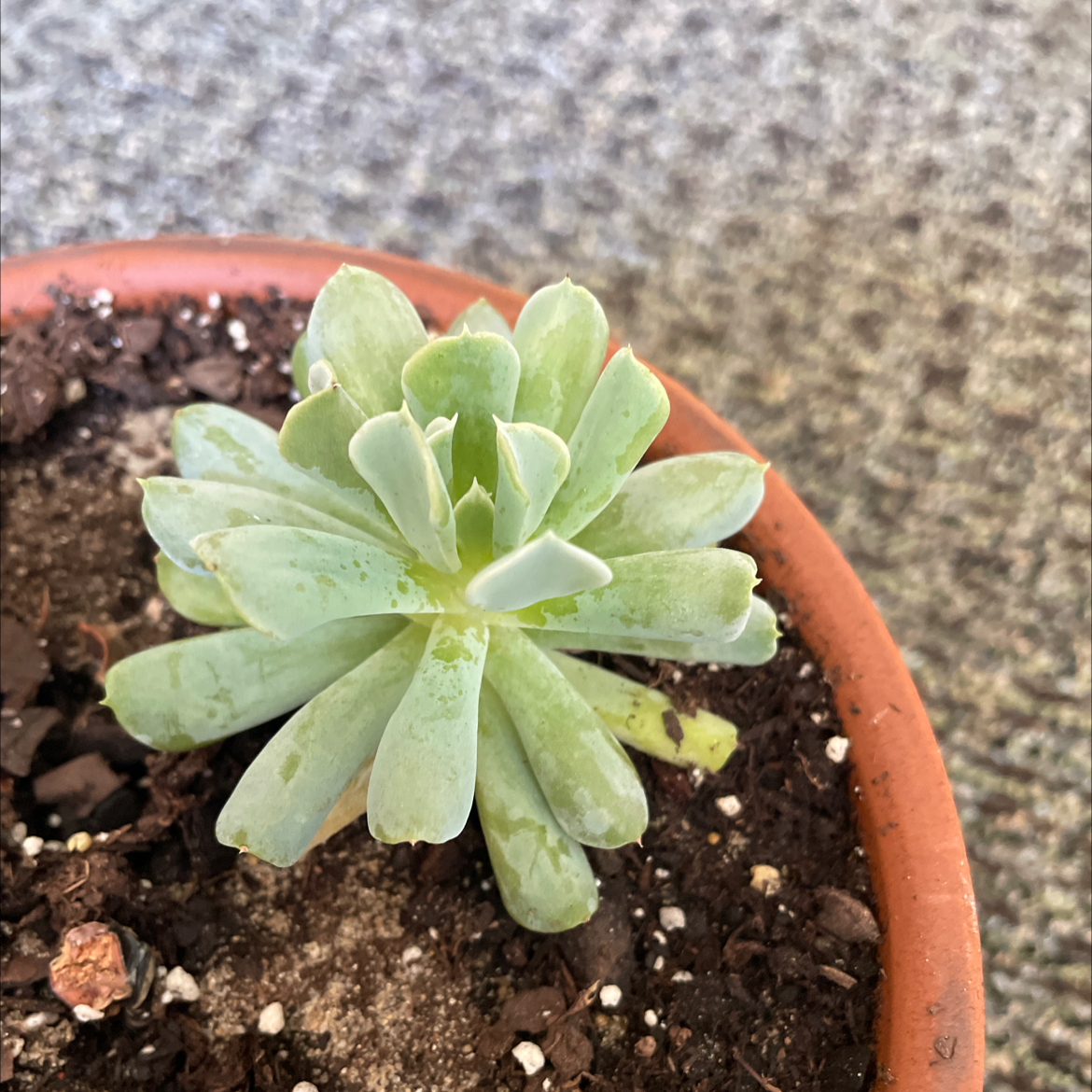 Photo of the plant species Echeveria 'Topsy Turvy' by @Sarahthevirgo named Topsy Turvy on Greg, the plant care app