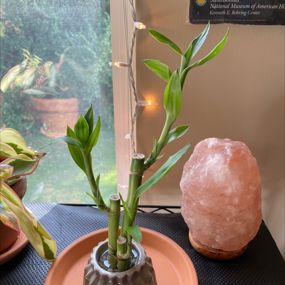 Photo of the plant species Lucky Bamboo by @Sarahthevirgo named Birthday Bamboo on Greg, the plant care app