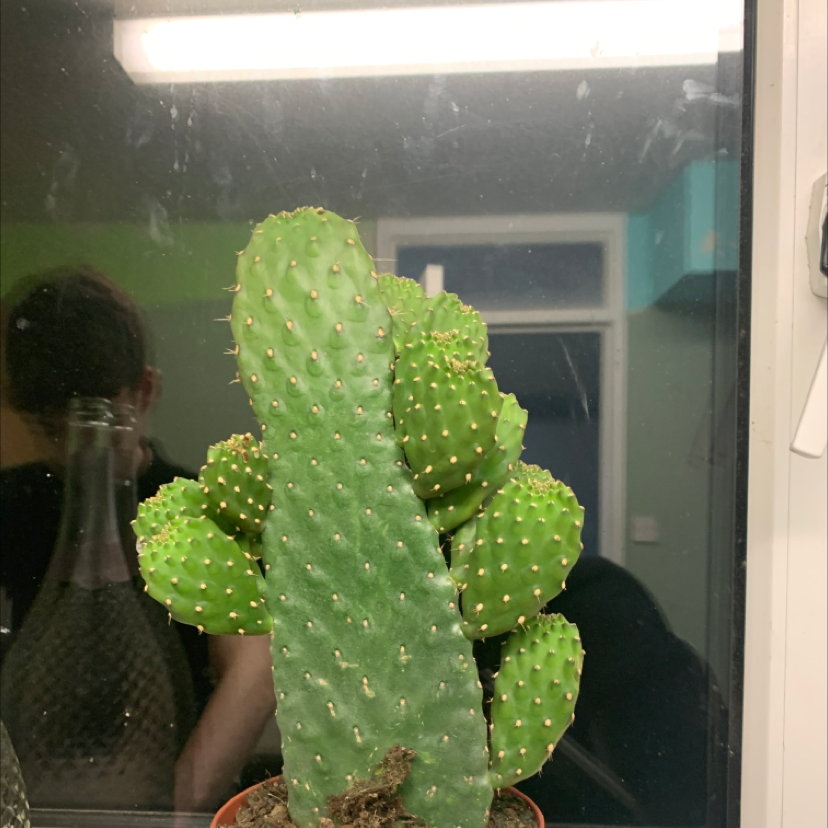 Bunny Ears Cactus plant photo by Saorla named Steggy on Greg, the plant care app.