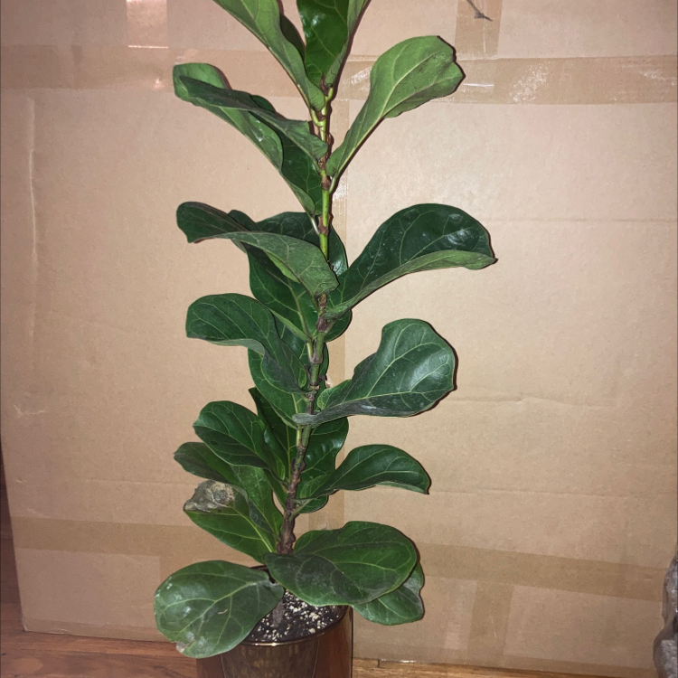 Fiddle Leaf Fig plant photo by @itsmekellyg named Finneas on Greg, the plant care app.