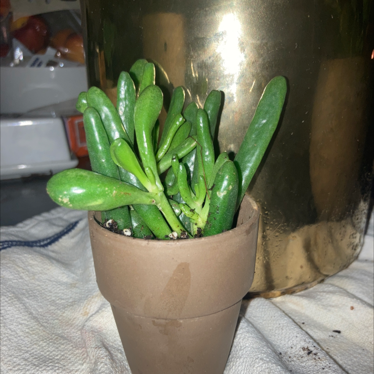 Lucky Plant plant photo by @itsmekellyg named Baby Jade on Greg, the plant care app.