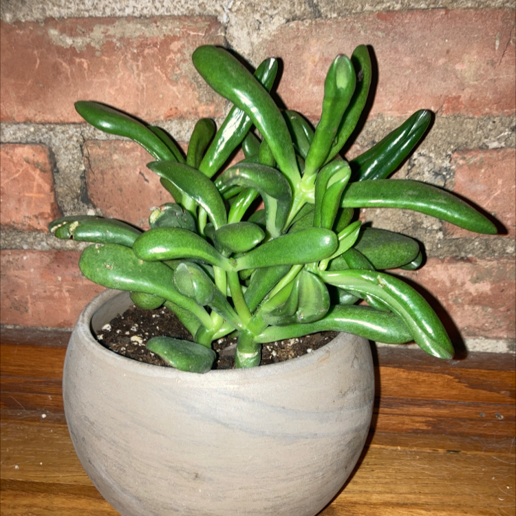 Lucky Plant plant photo by @itsmekellyg named Jade on Greg, the plant care app.
