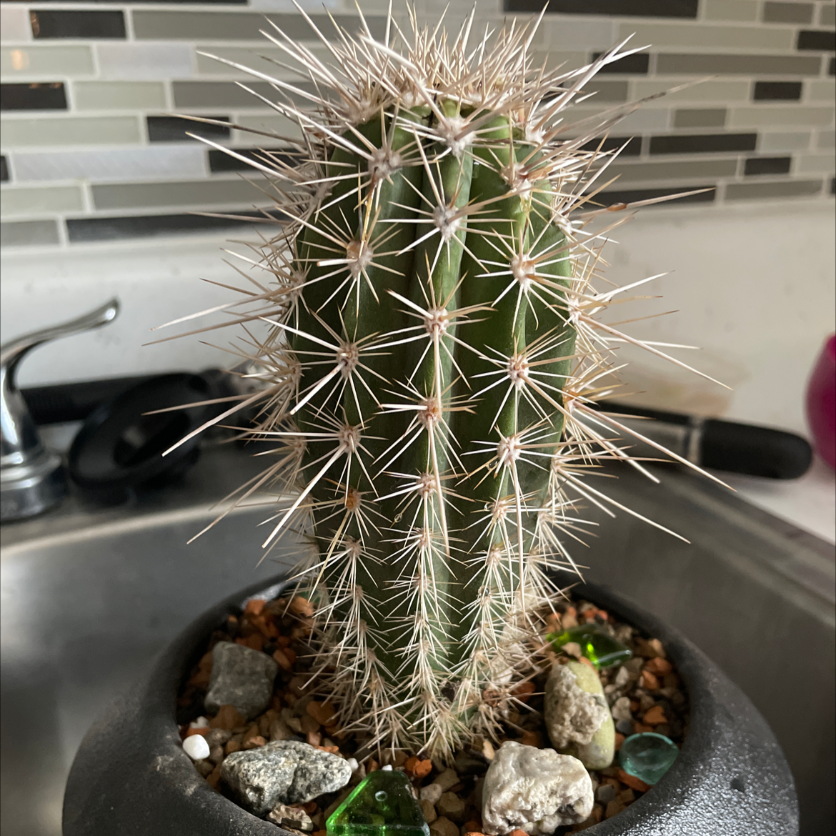 Photo of the plant species Saguaro by Justin named Gojira on Greg, the plant care app