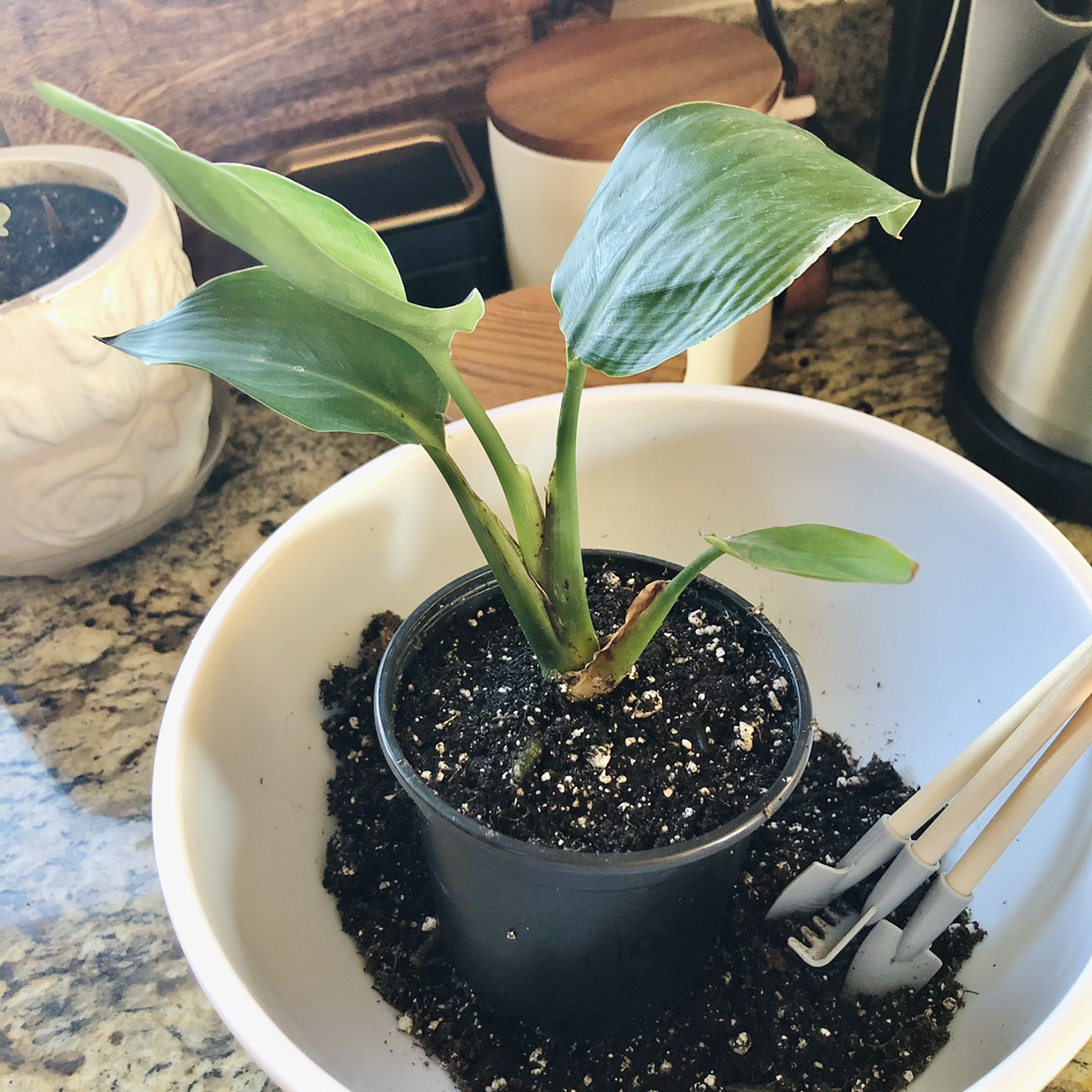Young plant in a black pot inside a white bowl with visible soil, broad green leaves, and a kitchen setting.