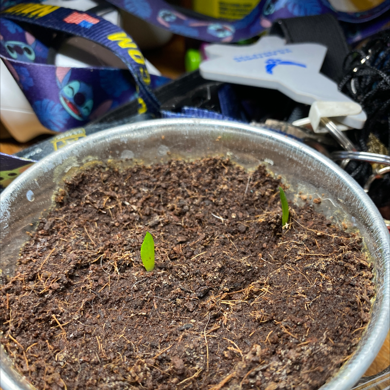 Aloe vera plant photo by @AndrewHodgkin11 named Aloe Vera on Greg, the plant care app.