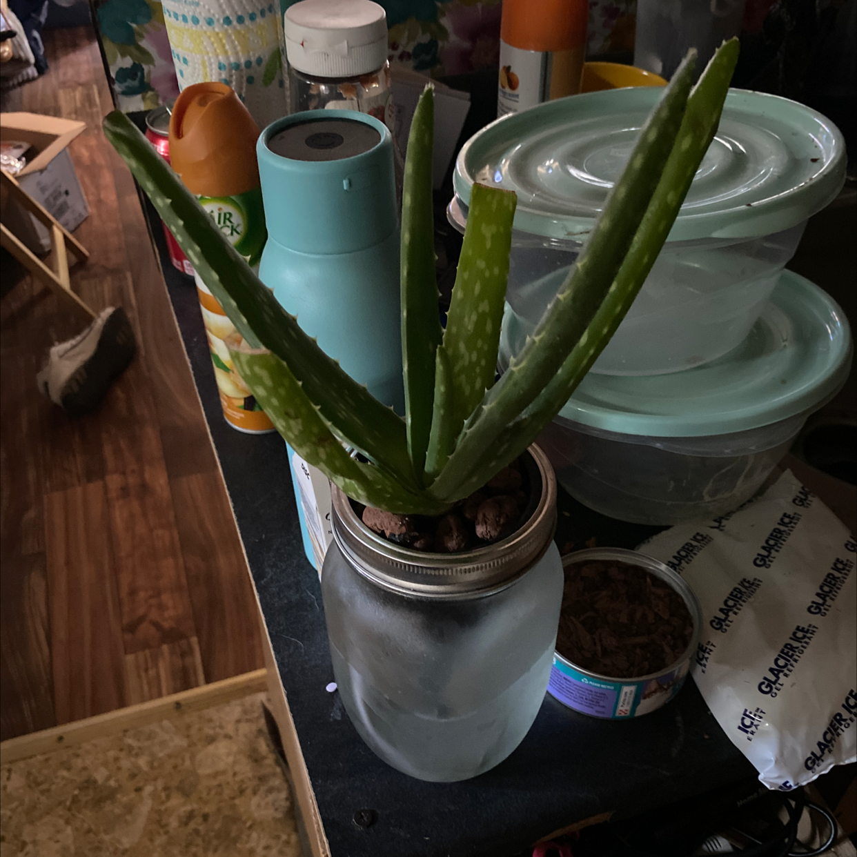 Aloe vera plant photo by @AndrewHodgkin11 named Aloe vera #3 on Greg, the plant care app.