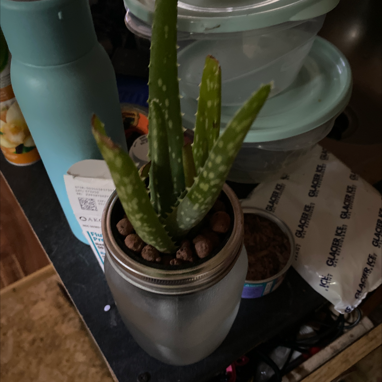 Aloe vera plant photo by @AndrewHodgkin11 named Aloe vera #1 on Greg, the plant care app.