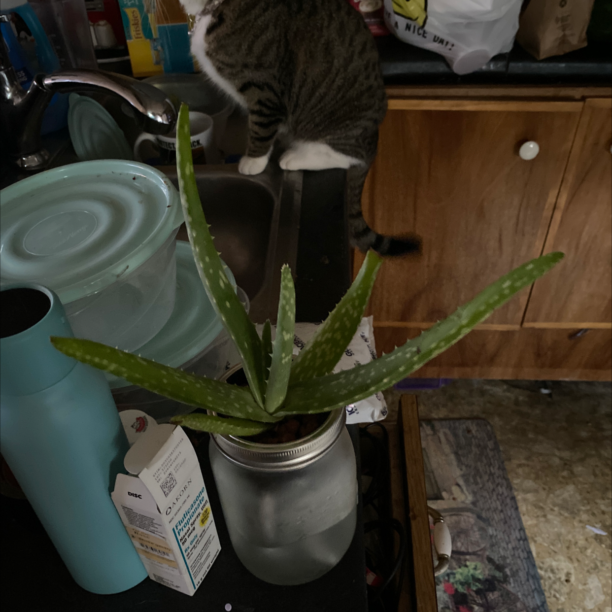 Aloe vera plant photo by @AndrewHodgkin11 named Aloe vera #2 on Greg, the plant care app.