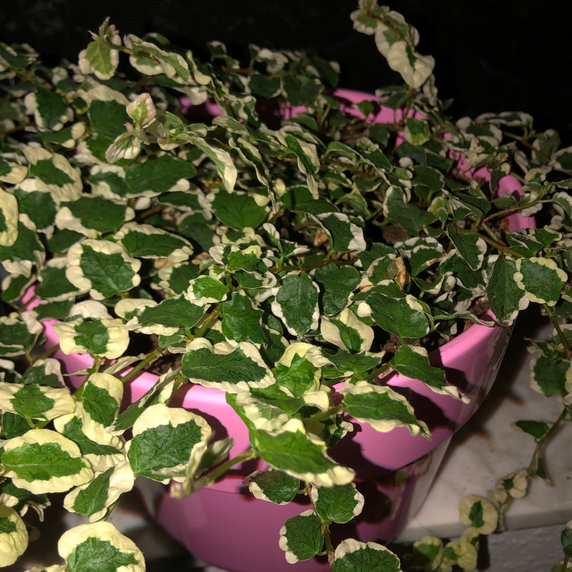 A healthy and vibrant Creeping Fig plant with green and white variegated heart-shaped leaves, growing in a pink ceramic pot.