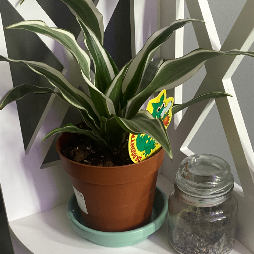 Healthy Song of India plant with vibrant green and yellow variegated leaves in a terra cotta pot, no signs of disease.