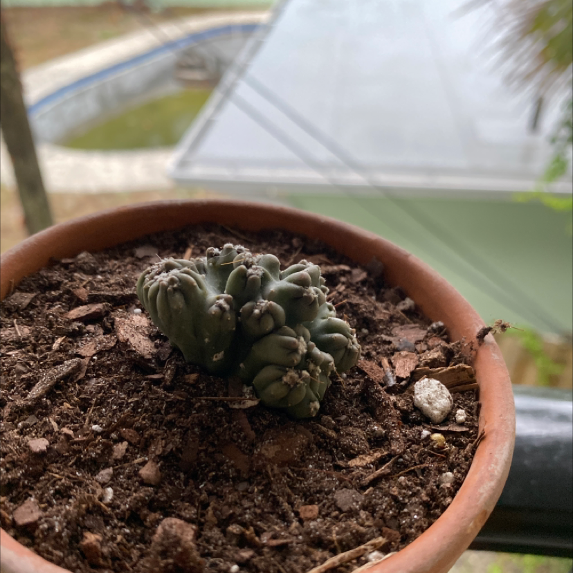 A small Peyote cactus in a pot with visible soil, appearing healthy.