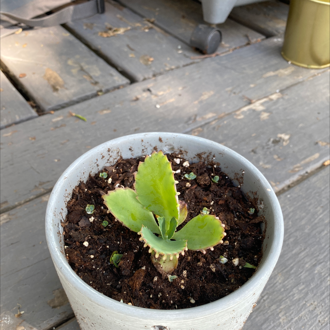 Mother of Thousands plant photo by @romalonee named Eloise on Greg, the plant care app.