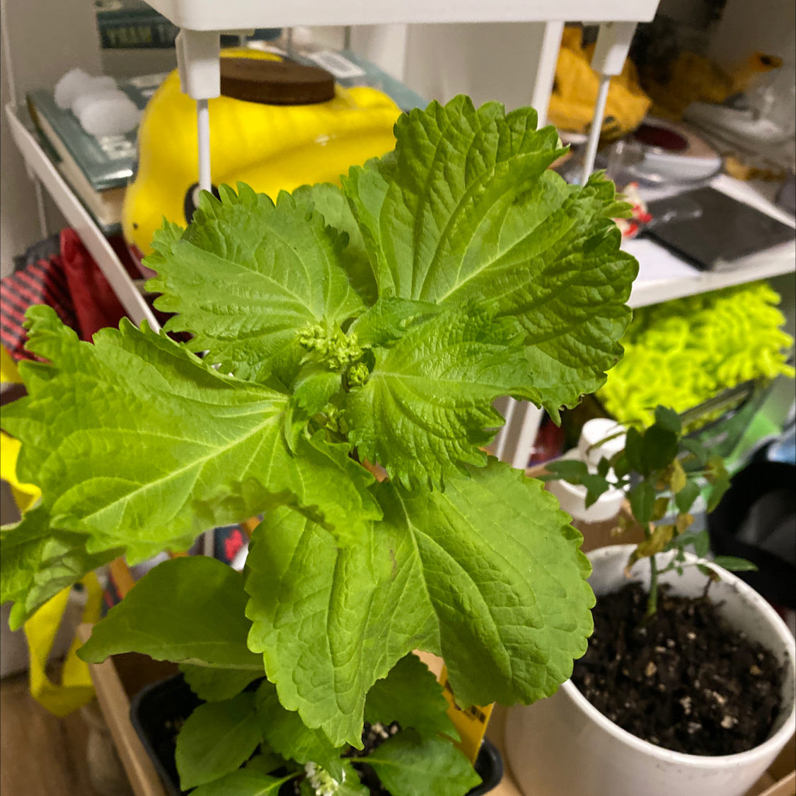 Healthy Beefsteak Plant with vibrant green leaves in a household setting.
