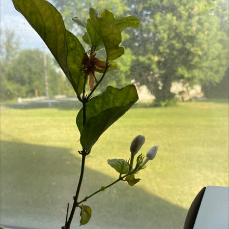 Photo of the plant species Carolina allspice by Kerrie named Jasmine flower on Greg, the plant care app
