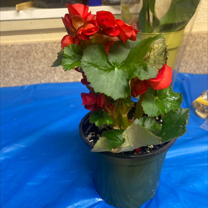 Photo of the plant species Tuberous Begonia by Khadija named Rosa on Greg, the plant care app