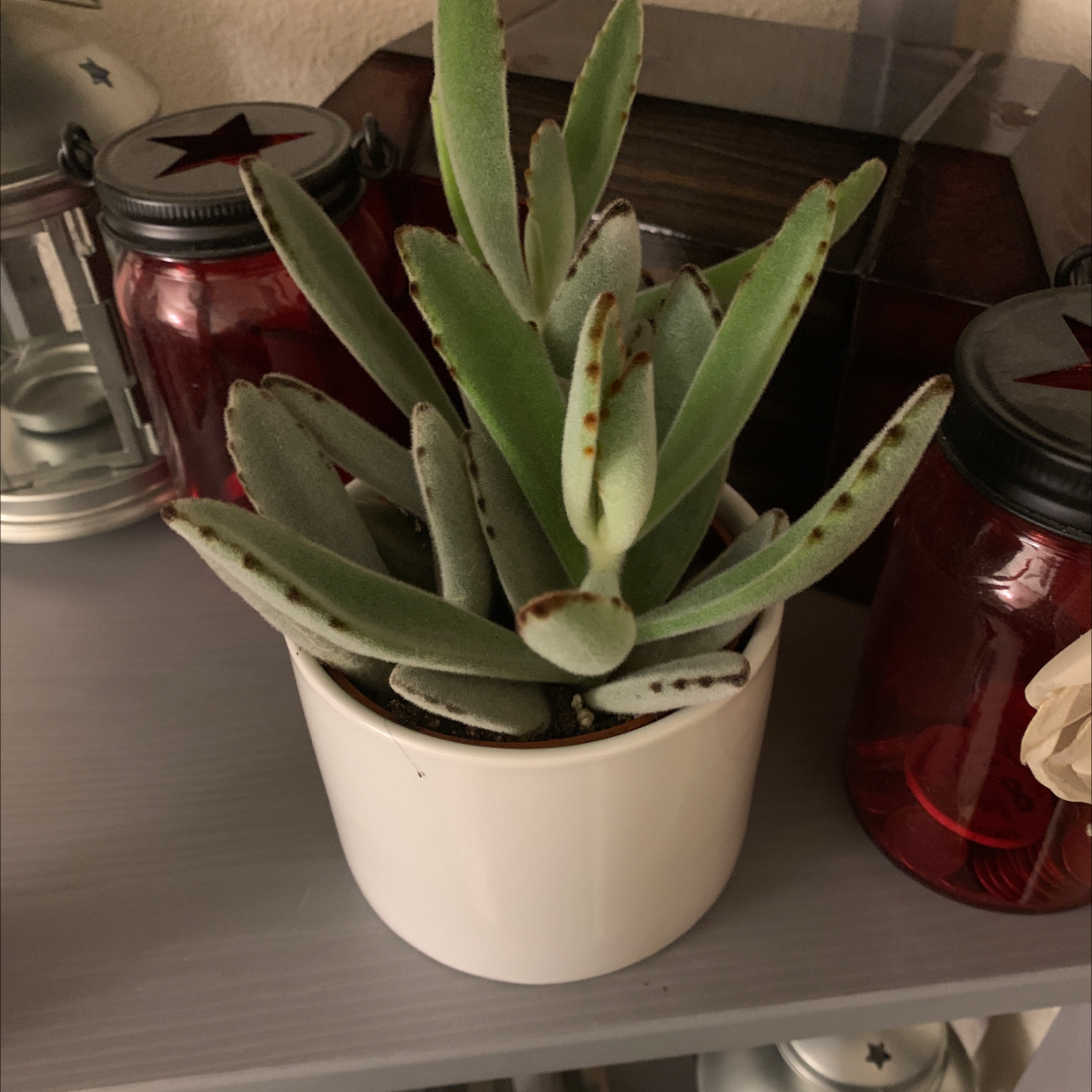 Potted Narrow-Leaf Chalk Sticks plant with browning leaf edges on a shelf with decorative items.