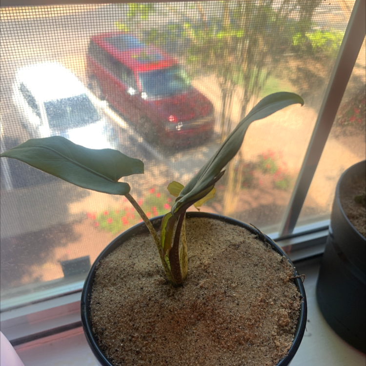 Potted Purple Sword plant with visible soil and some yellowing on one leaf.