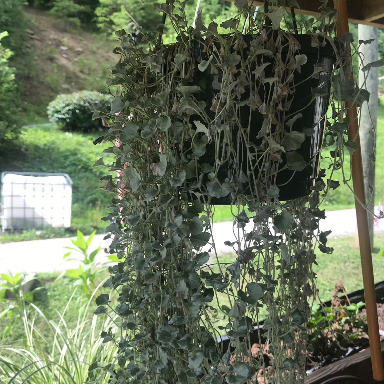 Silver Ponysfoot plant photo by Gregory named Your plant on Greg, the plant care app.