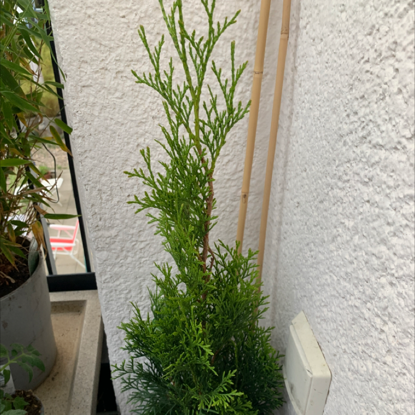 Healthy Emerald Green Arborvitae plant against a white wall.