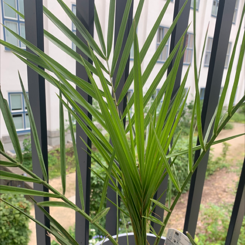 Canary Island Date Palm with healthy green fronds on a balcony.