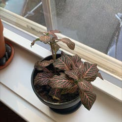 Nerve Plant plant