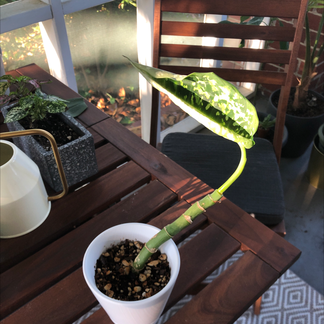 Potted Dumb Cane 'Reflector' plant with a single variegated leaf on a wooden table indoors.