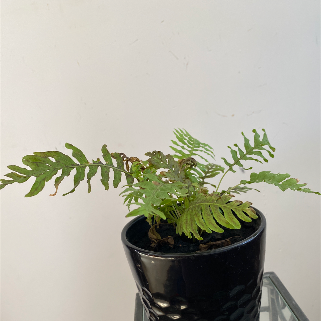 Southern Polypody plant in a black pot with some browning leaves.