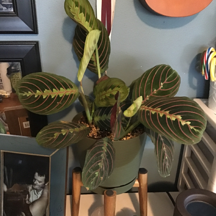 Green Prayer Plant plant photo by @Savsad3 named Maggie on Greg, the plant care app.