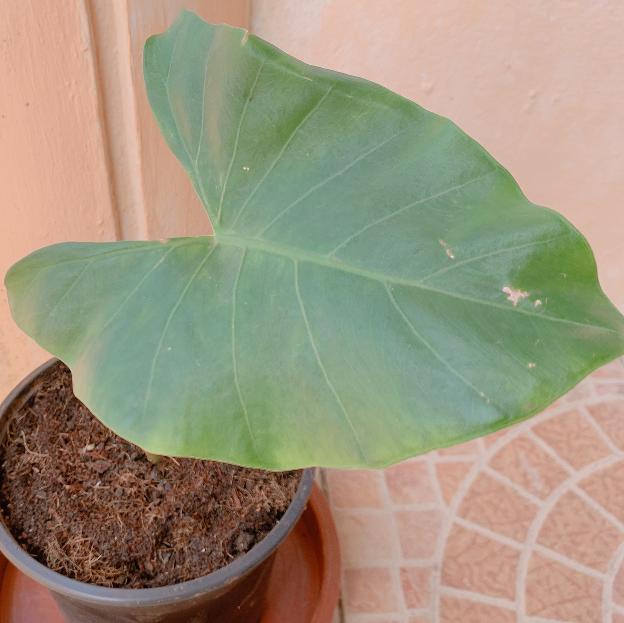 Variegated Alocasia plant in a pot with visible soil and a healthy leaf.