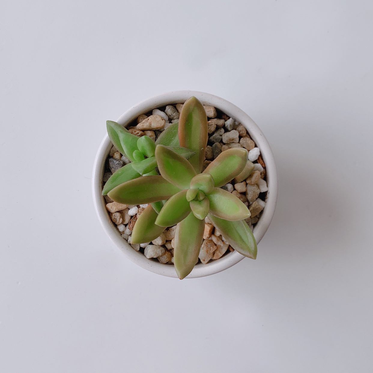 Potted Sedum adolphi 'Sunset' plant with healthy green and reddish leaves.