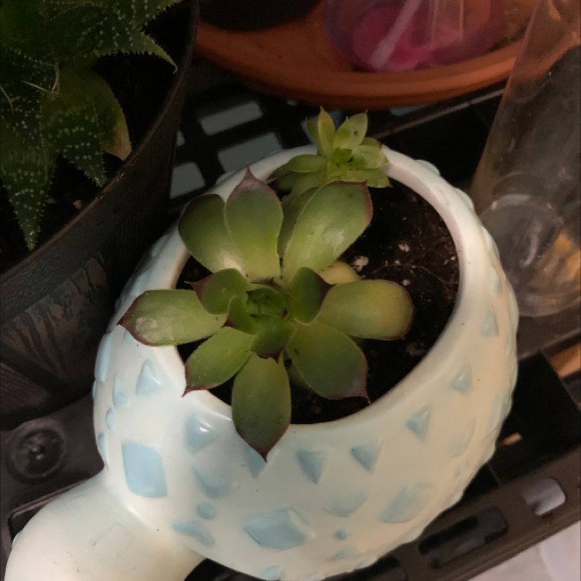 Photo of the plant species Houseleek 'Guillaumes' by Ashley named Turtle shell succ on Greg, the plant care app