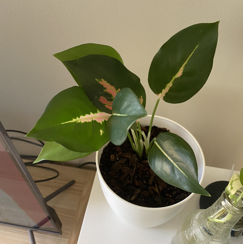 Pink Dalmatian Aglaonema plant in a white pot with healthy green leaves and pink variegation.