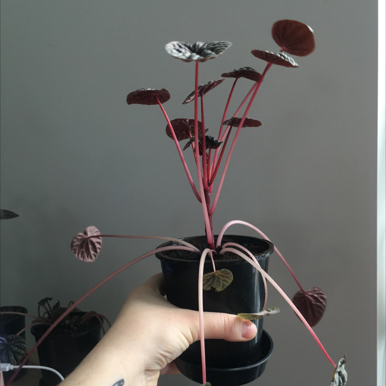Silver Ripple Peperomia plant with red stems and dark leaves, held by a hand.