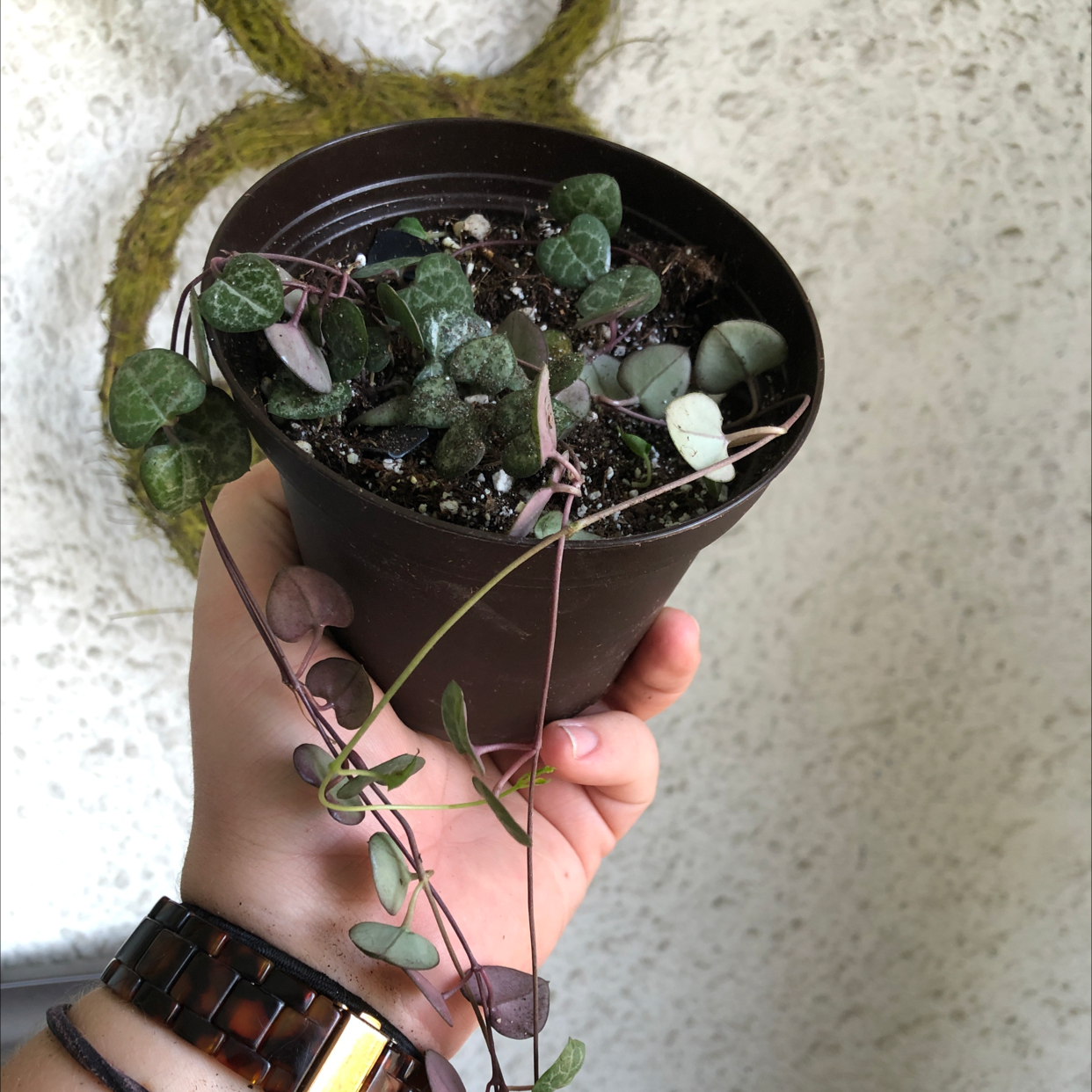 Hands holding a small pot with a healthy Chain of Hearts succulent plant showcasing its vibrant green heart-shaped leaves.
