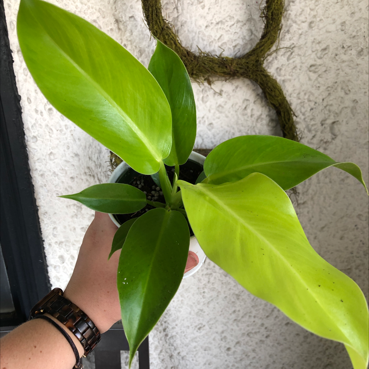 Philodendron 'Moonlight' plant with vibrant green leaves held by a hand.