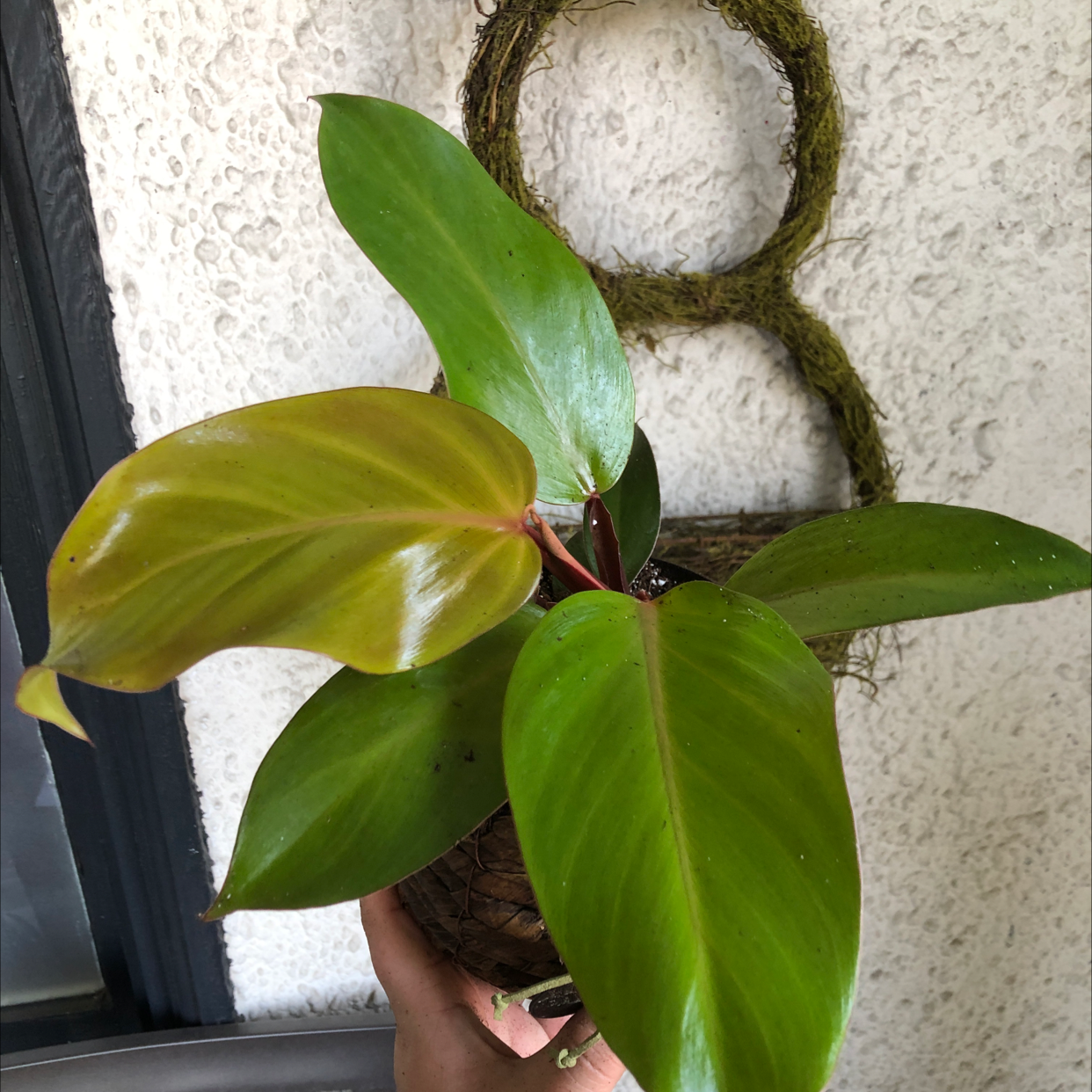 Philodendron Prince of Orange plant with vibrant green and orange leaves, held by a hand.